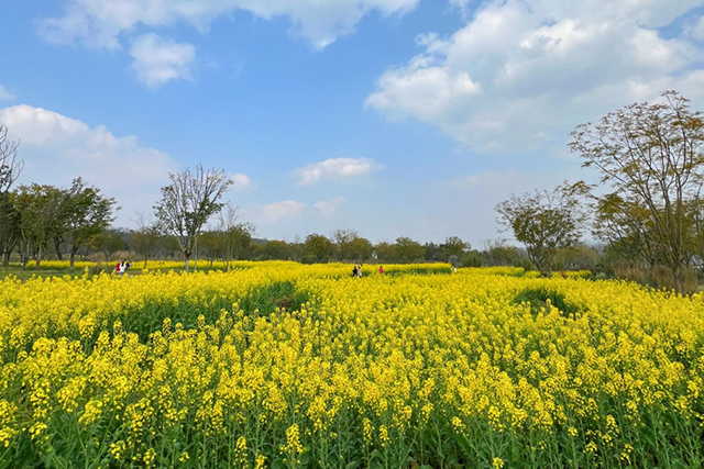 每到油菜花季，就有市民相約到重慶廣陽島上踏青賞花。鄒樂攝
