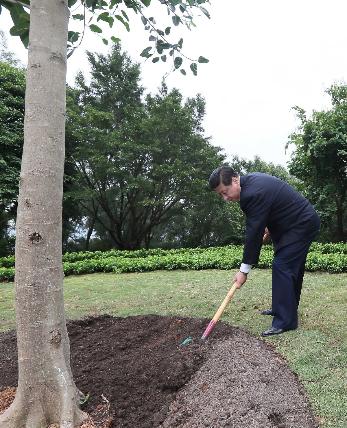 2012年12月8日，習(xí)近平在深圳蓮花山公園種下一棵高山榕樹。