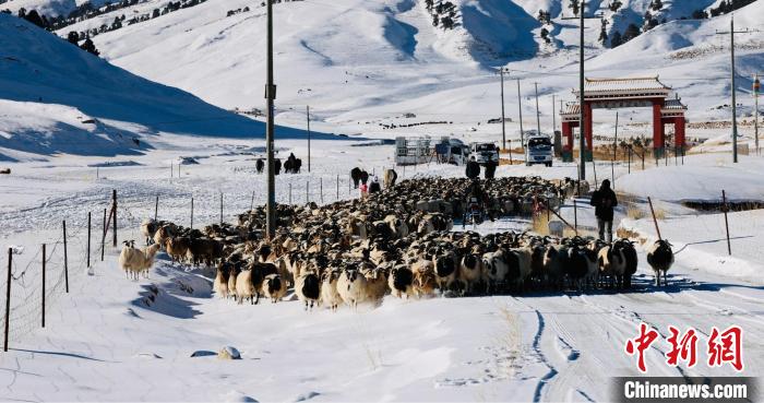 圖為村民在雪地上放牧。　都蘭縣融媒體中心供圖