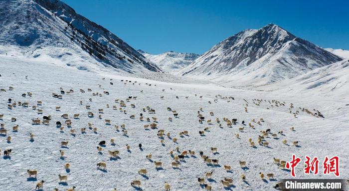 圖為羊群在雪地里覓食?！《继m縣融媒體中心供圖